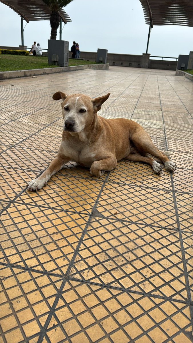 peravi's tweet photo. Urgente 
Máxima difusión  
Perrito encontrado perdido o abandonado en LARCOMAR, Miraflores. Parece mayor se necesita de un temporal para que lo puedan rescate y retener hasta que parezca dueños o adoptante 
Comunícate si puedes ayudarlo por favor: 942 379 284 
Un RT 🙏🏽🙏🏽🙏🏽🙏🏽🙏🏽🙏🏽 https://t.co/g6pmifDbuc