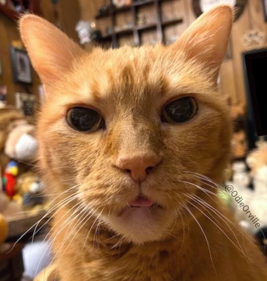 THE Odie Bob Orville 😺 tweet media