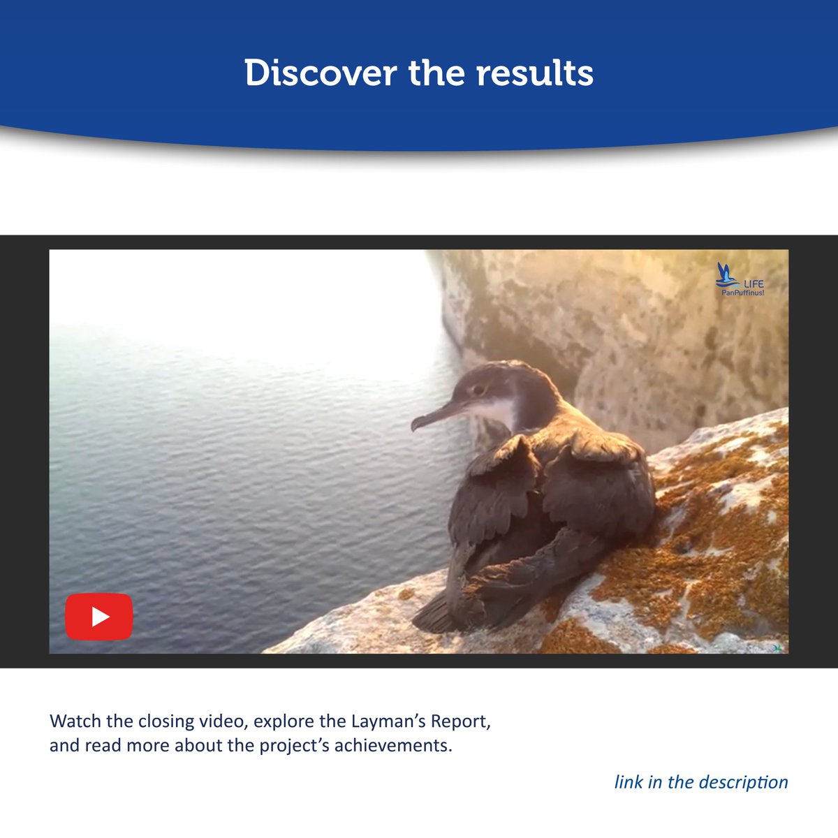 LIFE PanPuffinus! tweet media