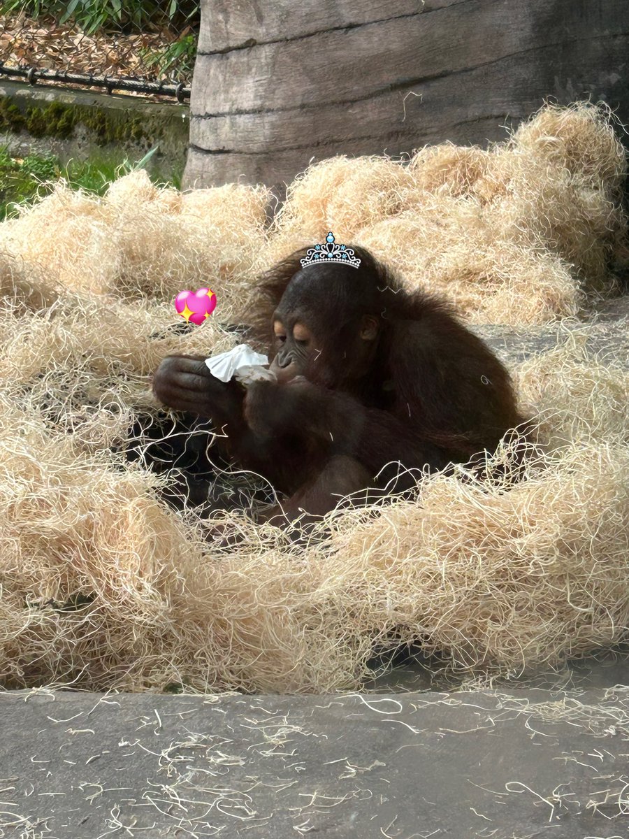 kindofgrrl's tweet photo. hiiiii i want to officially join #primatetwt  is anyone out there …

my favorite primates are orangutans &amp; gibbons :3 this is baby jolene from the oregon zoo !!! i also love loona &amp; muna &amp; lesbianism + much much more .. i will fb if u like any of those things :P 🦧⭐️ https://t.co/fIyRtq726F