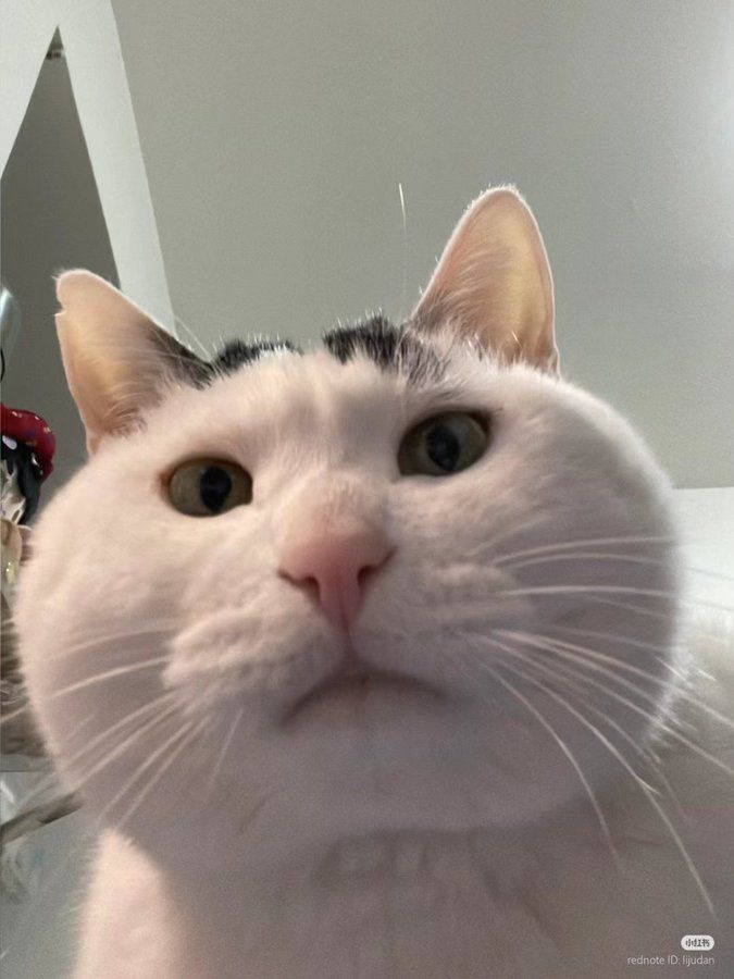 サバトラ毛のニケ 地域のボス猫2仕様🍫🍮🌸🇯🇵 on X