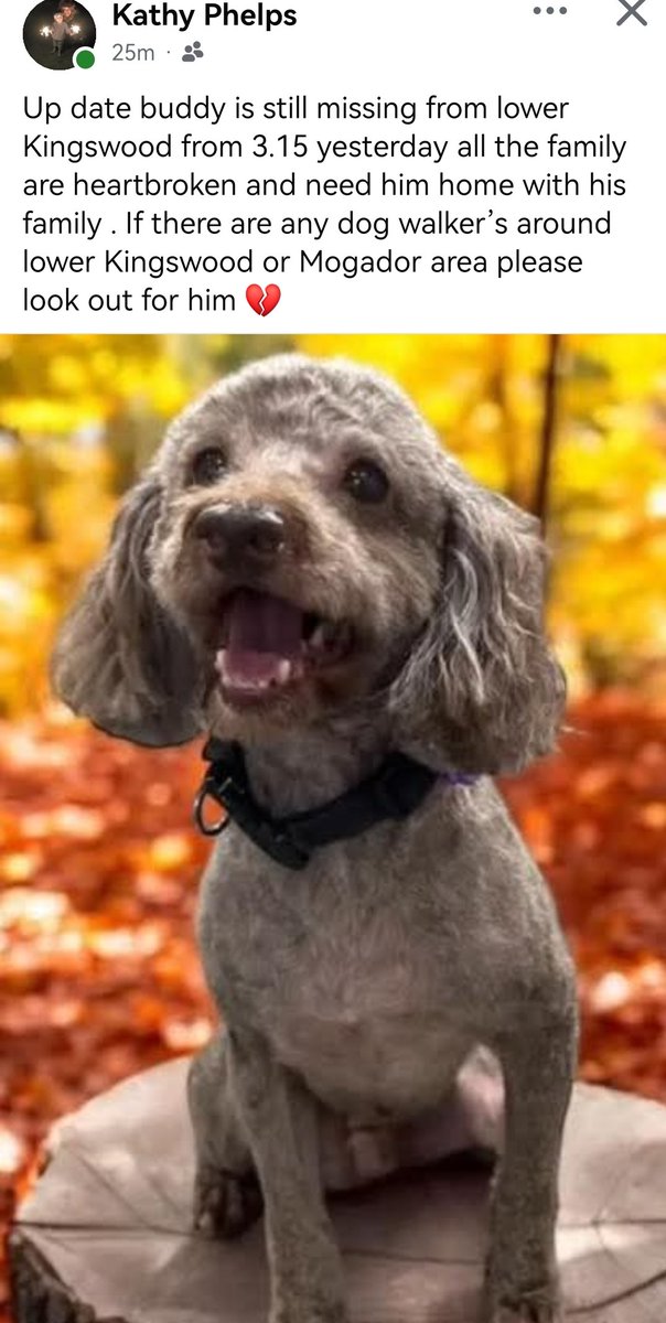 millypod1's tweet photo. ๐5 NOV 2025 #Lost Buddy #ScanMe
Brown Poodle Toy Male
Rookery Way #LowerKingswood #Tadworth #Surrey #KT20
Buddy knows the area. Lots of people know him. He ran out of the house and no one has seen him since.
https://t.co/VKUyF0bFB0 https://t.co/Wm6C1sx2RS