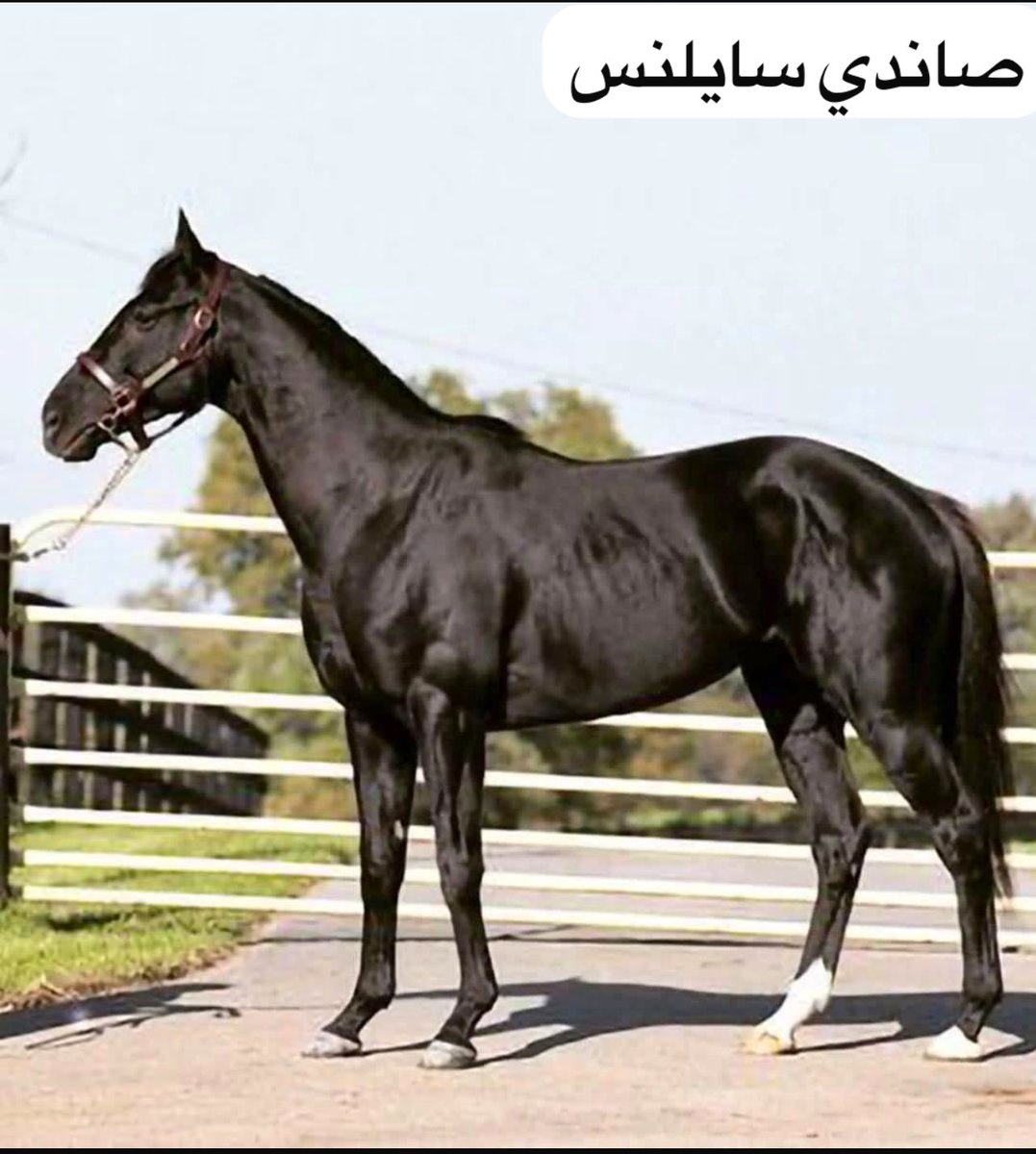 Dammas77's tweet photo. السباقات في كوكب اليابان

البداية الفعلة لسباقات منظمة ومحترفة في اليابان كانت بعد الحرب العالمية الثانية أثناء إعادة اعمار اليابان بعد قنبلتي هيروشيما ونازاكي (تم إنشاء الاتحاد الياباني لسباقات الخيل رسمياً عام 1954م)، رغم وجود سباقات قبل هذا التاريخ أهمها الديربي الياباني.

وحين الحديث عن سباقات اليابان (يتذكر الجميع الفحل الإمريكي صانداي سايلنس) لكن في الحقيقة هناك فحل سبقه كان له بالغ الأثر في تأسيس إنتاج اليابان، هو الفحل الكندي المولود في عام 1971م نورثرن تيست ابن نورثرن دانسر، والذي تم استقطابه من مزاد ساراتوجا في أمريكا  ب 100 ألف دولار فقط، عن طريق مالك الخيل الياباني يوشيدا صاحب مزارع (شاداي) الشهيرة.
يُذكر أن نورثرن تيست تصدر فحول اليابان من عام 1982 إلى 1992م، ولم يتفوق عليه بعد ذلك سوى الأسطورة صانداي سايلنس.

أما أهم ركيزة في تطور سباقات اليابان فكان الفحل صانداي سايلنس (هالو)، وهو الذي تصدر قائمة الافحل لمدة 13 سنة بعد انتقاله لليابان في التسعينات الميلادية عن طريق مزارع شاداي أيضا. وتربع على عرش الفحول منذ 1995 الى 2007م ومن أهم أبناءه ستي جولد وهارتز كراي وديب امباكت. كما أنتج 18 فحلاً مؤثراً في اليابان، ويعتبر الجد الثاني للجواد فور ايفر يونج (ريل ستيل) بطل البريدرزكب كلاسيك الأمريكي 2025م، وهذا الإنجاز الكبير هو ما دعاني شخصياً لتقديم هذا التقرير، فالوصول بجودة الخيول للمنافسة العالمية على الأرض الرملية في معقلها بأمريكا، والفوز بأهم سباقاتها الكلاسيكية على الإطلاق هو نجاح يستحق الدراسة وتسليط الضوء عليه.

أما صاحب التأثير الثالث الرئيسي في اليابان فهو الفحل الشهير ديب امباكت (صاندي سايلنس) والذي كان تأثيره ممتد منذ 2009م إلى بداية العقد الثاني من الألفية الجديدة،  وهو من إنتاج ثاني أشهر مزرعة في اليابان بعد شاداي، وهي مزارع نورثرن، لكنه كفحل وقف في مزارع شاداي، وقد حقق التاج الثلاثي الياباني عام 2005م ووصل عدد مكاسب أبناء ديب امباكت من الفئة الأولى 59 ج1 كما حقق ابناءه الديربي في 4 دول مختلفة (اليابان إنجلترا ايرلندا فرنسا).
وللذكر وليس الحصر هنا أبرز أبناء الفحل ديب إمباكت:
ديب بيرلانت (بطل الداربي الياباني 2012) 
جنتلدونا (بطلة كأس اليابان مرتين 2012 و2013 وبطلة الشيما كلاسيك)
شانون باندورا (بطل كاس اليابان 2015)
ساكسون واريور (بطل الجينيز الإنجليزي 2018) 
ستادي اوف مان (بطل الديربي الفرنسي 2018)
لوفز اونلي يو (بطلة بريدرزكب فيلي اند مير و بطلة كأس هونك كونج 2021) 
كنتريال (بطل التاج الثلاثي الياباني 2020 وبطل كأس اليابان 2021)
سنو فل (بطلة الاوكس الإنجليزي والايرلندي 2021) 
أوجست رودن (بطل الداربي الإنجليزي والإيرلندي والتشامبيون الإيرلندي والبريدرزكب تيرف 2023 والبرنس اوف ويلز 2024)

كما لايمكن تجاوز بعض الفحول اليابانية الأخرى التي كان لها تأثير واضح في رفع مستوى الإنتاج الياباني، ومن أبرزها كنج كاميهاميها ابن كنج مامبو (متصدر فحول اليابان 2010 و 2011) والذي انتجته مزارع نورثرن. ومن أبرز انتاجه الجواد رولر شيب والفرس أباباني والجواد دورمانتي و الشهير لورد كانالوا (الفحل القادم بقوة لمواصلة مسيرة تطور إنتاج اليابان، حيث أنتج الفرس الأسطورية ألموند آي بطلة كأس اليابان مرتين، وأنتج كذلك الجواد بانثلاسا بطل كأس السعودية)

أما أحدث الأفحل اليابانية المتوقع لها تأثيراً كبيراً في السباقات اليابانية هو حفيد صانداي سايلنس الفحل كيتسان بلاك (بلاك تايد) بطل كأس اليابان 2016 وحصان العام في اليابان مرتين (2016 و 2017) ومن أبرز إنتاجه الحصان الفاخر اكوينكس بطل كاس اليابان والشيما كلاسيك 2023م.

كل ماسبق ذكره هي ثمار عمل كبير من خلال مزارع اليابان الشهيرة، وهي 6 مزارع كبرى في اليابان، أهمها شاداي (وقف فيها صانداي سايلنس وديب امباكت وكنج كاميهاميها) بالإضافة إلى مزرعة نورثرن التي يقف فيها فحول مثل (أورفيفر وجاست أي واي وجولد شيب).

وقبل الختام، لابد أن نعلم أن البنية التحتية لسباقات الخيول في اليابان كان لها أثر كبير في تطور سباقاتها، ولديها مضامير عالمية للسباقات، من أشهرها مضمار طوكيو الذي يتسع ل 224 ألف متفرج، ويحتضن أهم سباقين في اليايان، الديربي (الذي يقام منذ عام 1932) وكأس اليابان (الذي يقام منذ عام 1981)، يليه مضمار كيوتو أقدم مضامير اليابان الذي يتسع ل 120 ألف، وتأسس عام 1924م.

ولازالت تواصل اليابان إنتاج نخبة من الخيول القادرة على المنافسة عالميا، وتؤكد إنجازاتها الأخيرة في دبي والسعودية وأمريكا وفرنسا وبريطانيا على استحقاقها لموقع الصدارة بجانب أوروبا وأمريكا.

المصادر: 
موقع الاتحاد الياباني للسباقات JRA
موقع NAR للسباقات اليابانية
ويكبيديا
ريسينج بوست
بلود هو
موقع مزرعة شاداي
معلومات من جيميني AI