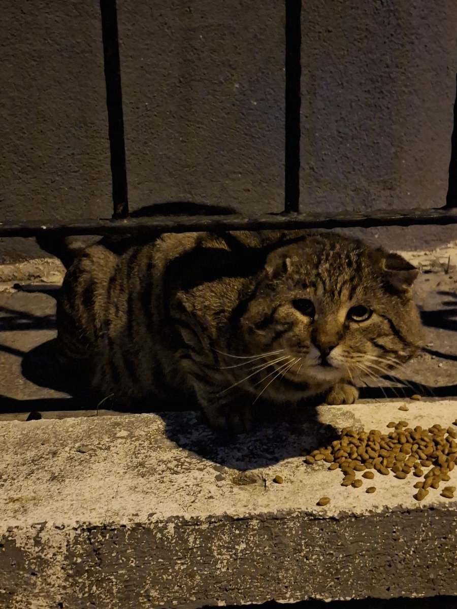 ben bu kediye KAHROLUYORUM bakislara bak kocakafammm😭