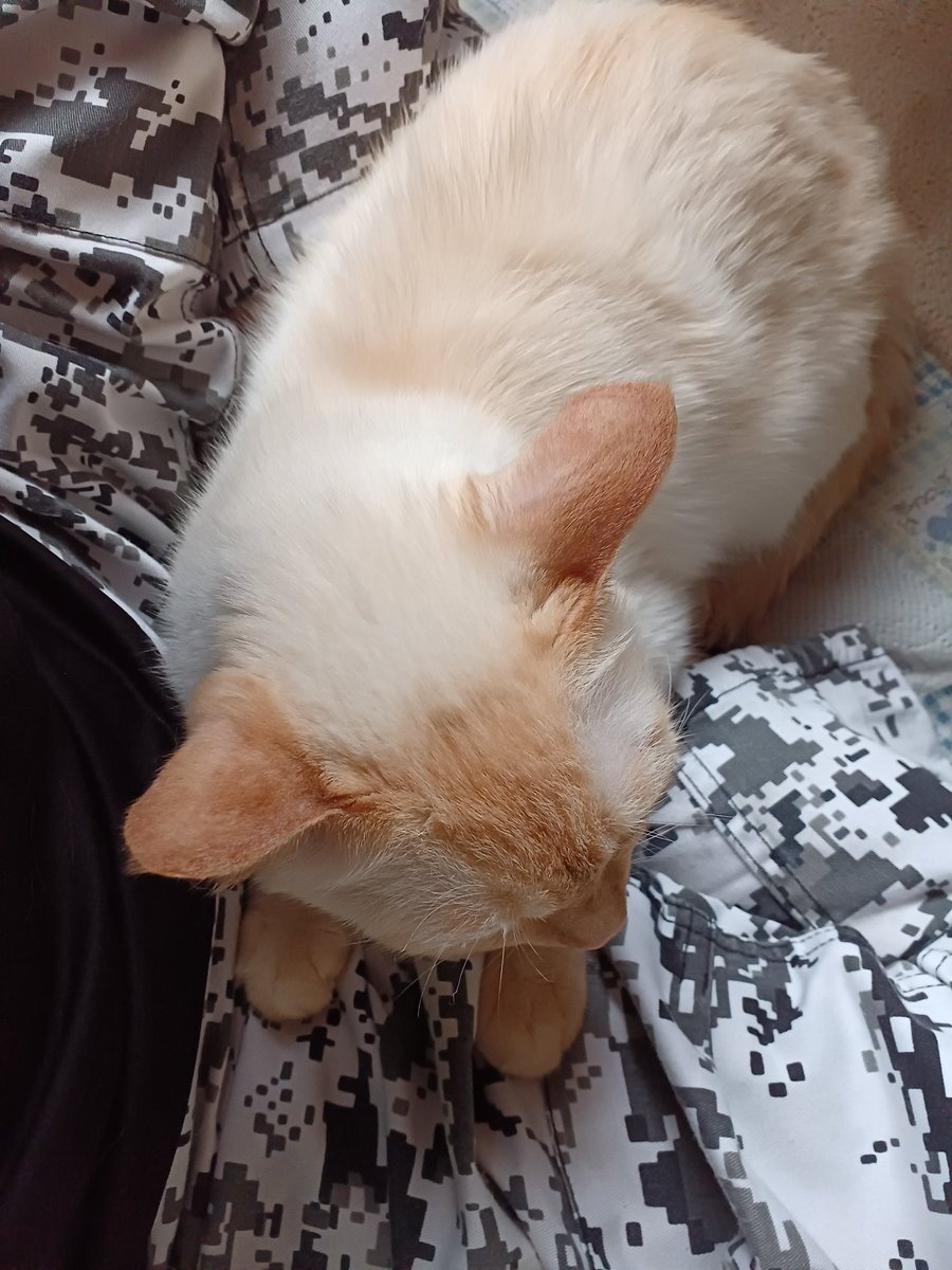 Hiroshi1970Cat's tweet image. ☀️🙋‍♀️❗おはよう笹かまひろし🌞
🌀👕洗濯いっぱい😖💦週末突入‼️
今日も👊😆🎵よろしく😃✌️

#ねこ宇宙 #看板ねこ #まねきねこ #笹かま猫 #ねこのいる整体サロン