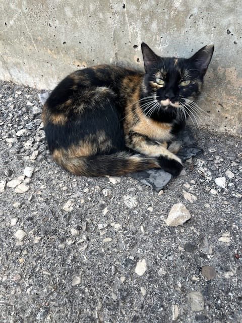 Abandonada en una fábrica necesita una casa 
#Aspe
