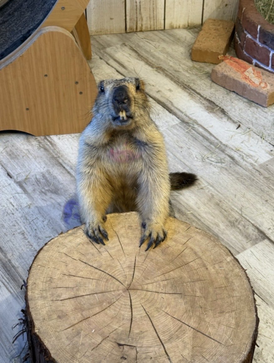 トッシュちょびさま確認ページ ちょび👽 on X