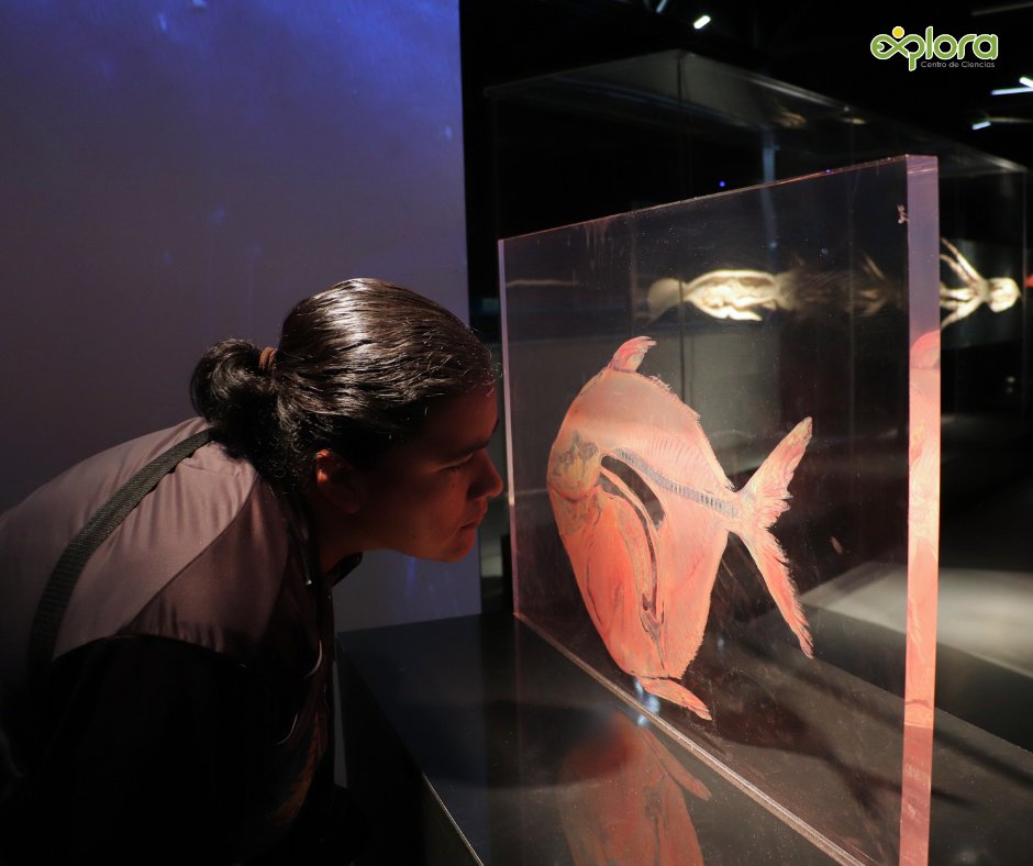ExploraLeon's tweet image. “Body Worlds: Animal Inside Out – Safari de Ciencias” te invita a descubrir la anatomía animal como nunca antes, con más de 100 ejemplares reales que te harán amar la ciencia. 
Adquiere tus boletos aquí goo.su/CoFsG
Más info: explora.edu.mx
#LoQueNoSeVe