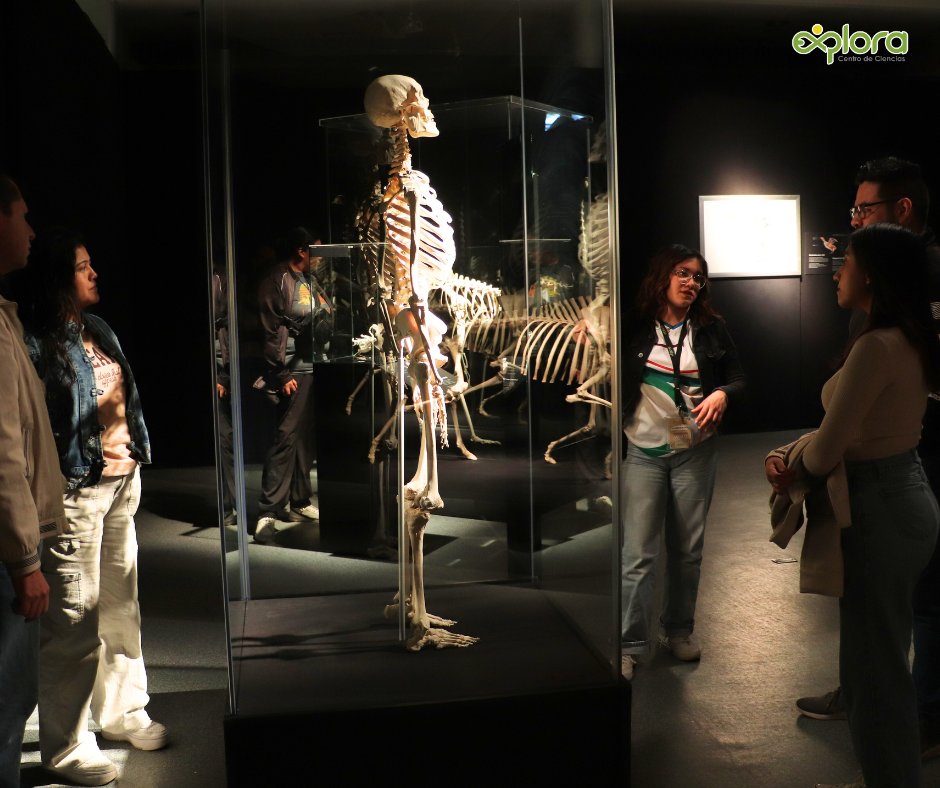 ExploraLeon's tweet image. “Body Worlds: Animal Inside Out – Safari de Ciencias” te invita a descubrir la anatomía animal como nunca antes, con más de 100 ejemplares reales que te harán amar la ciencia. 
Adquiere tus boletos aquí goo.su/CoFsG
Más info: explora.edu.mx
#LoQueNoSeVe
