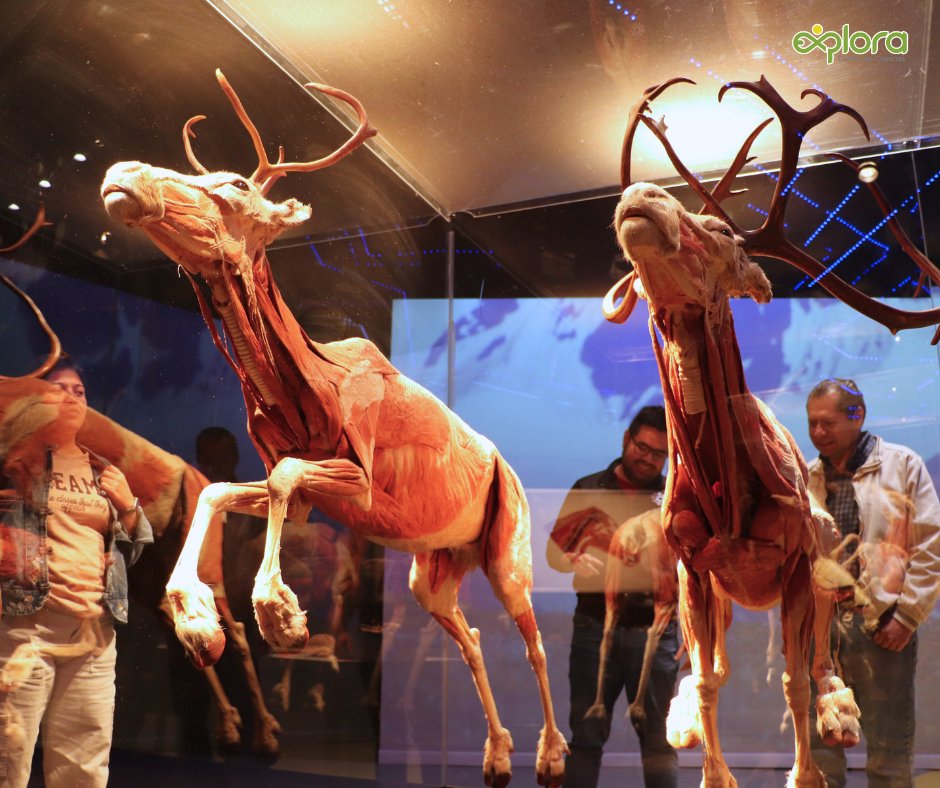 ExploraLeon's tweet image. “Body Worlds: Animal Inside Out – Safari de Ciencias” te invita a descubrir la anatomía animal como nunca antes, con más de 100 ejemplares reales que te harán amar la ciencia. 
Adquiere tus boletos aquí goo.su/CoFsG
Más info: explora.edu.mx
#LoQueNoSeVe