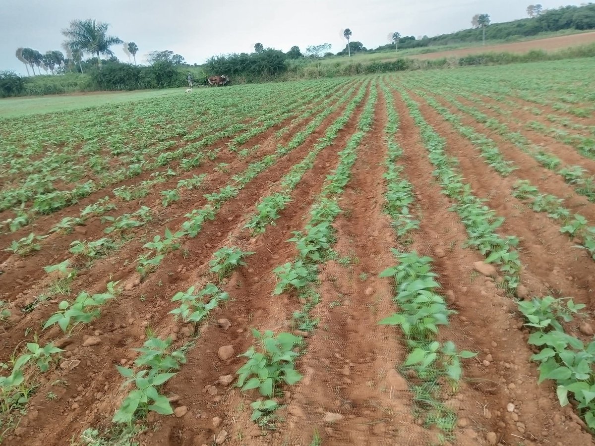 Sigue la Empresa Municipal Ganadera en #MinasDeMatahambre  mostrando indicadores favorables en la siembra de áreas compactas de cultivos varios .La finca El Venero  diversifica e intercala sus producciones  con plátano, boniato, yuca,frijoles,maíz, arroz y tomate .#GenteQueSuma