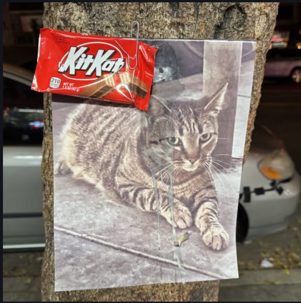 Boss_28_'s tweet photo. Justice for Kitkat
D11iMRogRadcfu3PSY3xbdc8RWRwq5HVXpxm8s2epump
#justiceforkitkat $Kitkat @crypto_bitlord7 @Eljaboom @EVOLATHESURFER @ElonMuskPDA @cb_doge https://t.co/H7pCQPQpTc