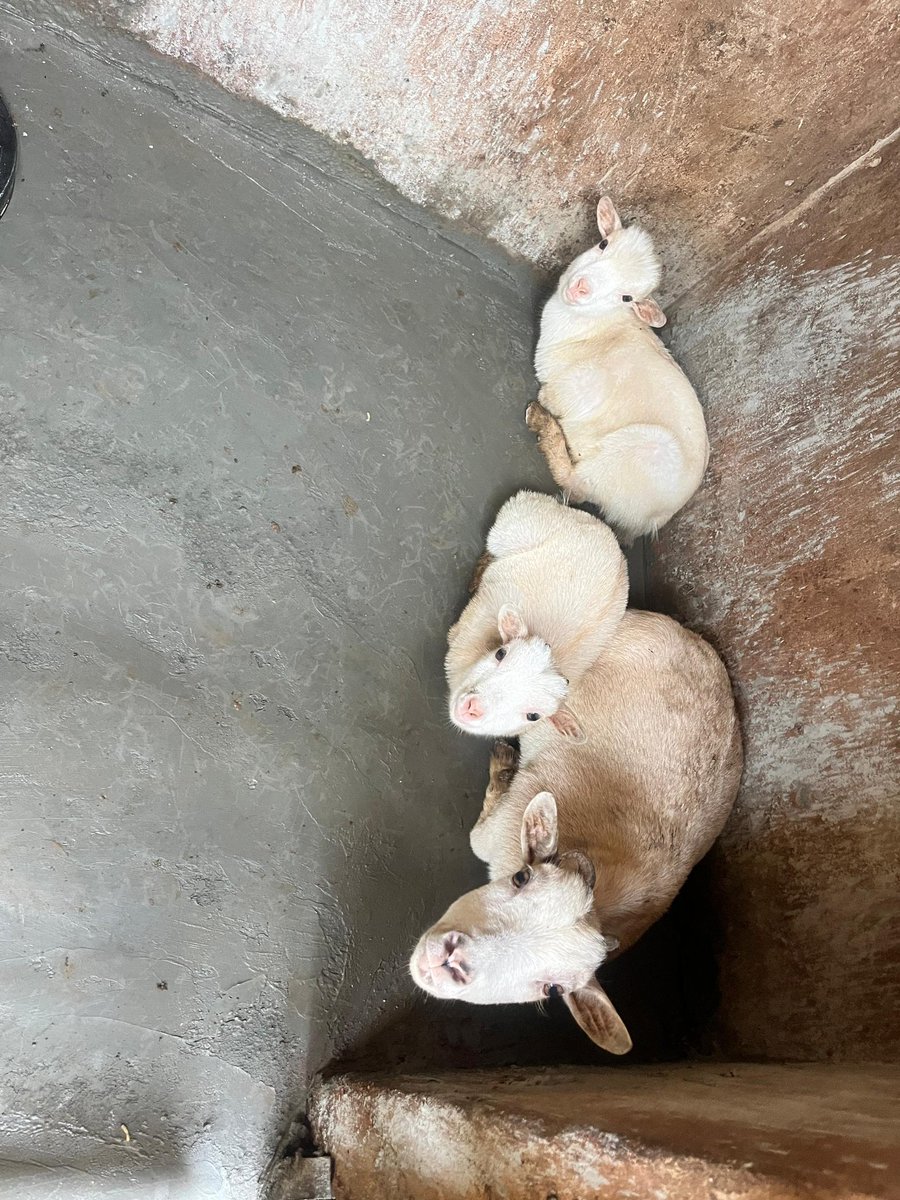 flavs🍒 tweet media