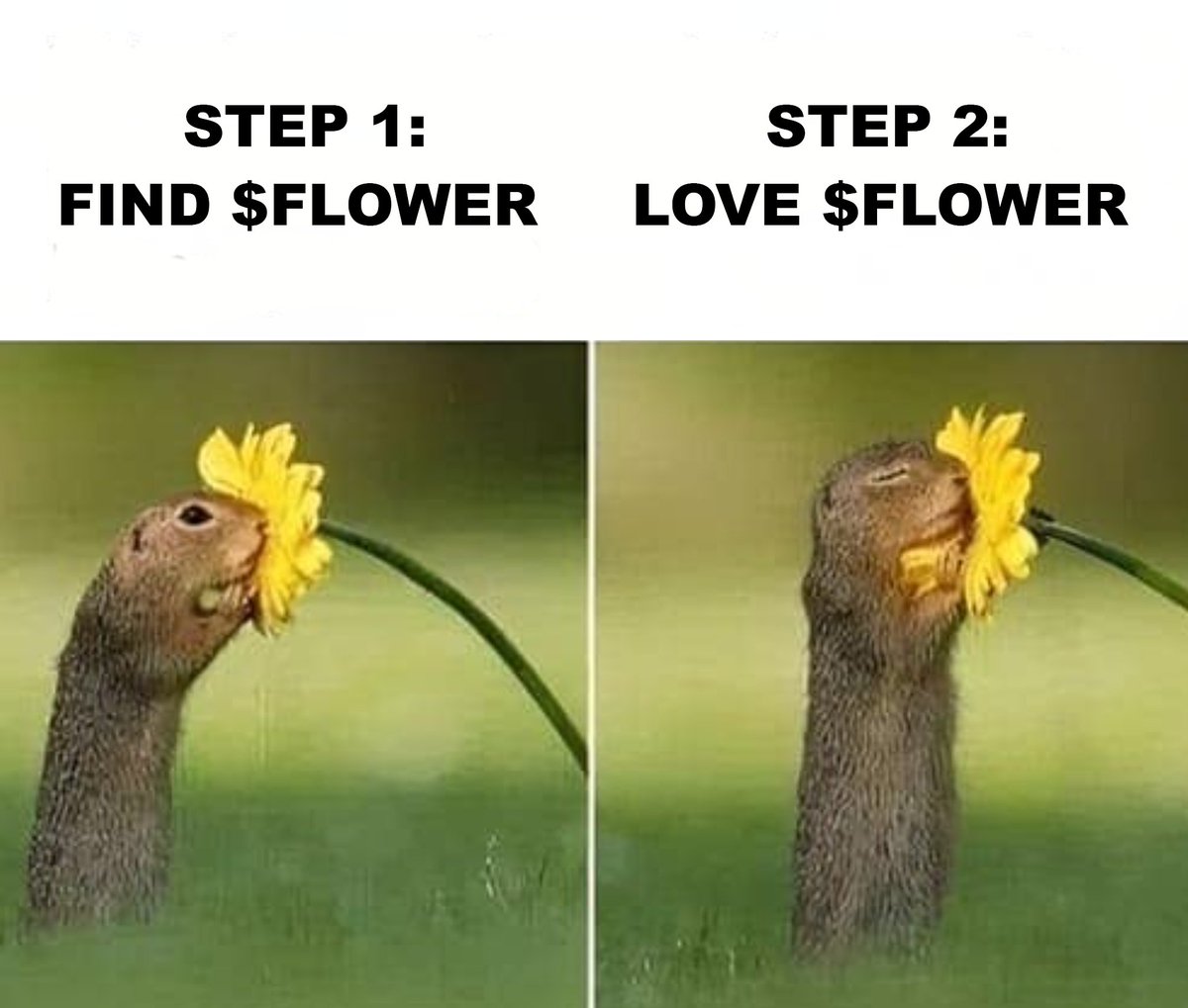 FLOWER_SOLANA's tweet photo. Never forget...

$FLOWER https://t.co/4yaiCY1ZMQ