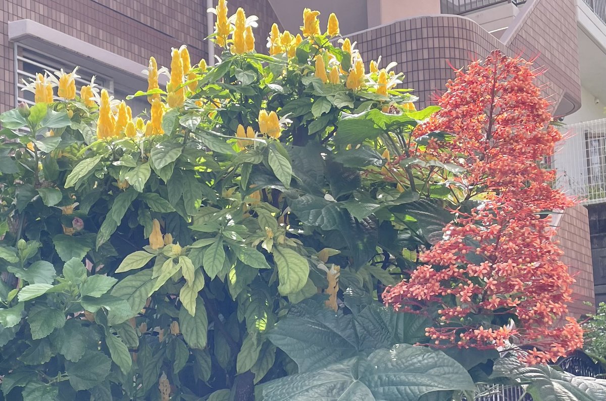 ラリマー - Search / X