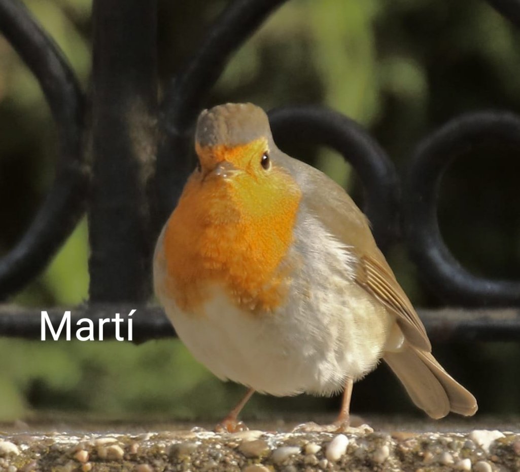 rocgu_88's tweet photo. Martí: No sóc tan cuqui nois
També el Martí: https://t.co/pcleT74Wcf