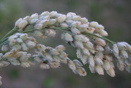 Phytotaxa's tweet photo. Taxonomic revision of Panicum sect. Hiantes (#Poaceae: #Panicoideae: #Paniceae)
https://t.co/yU9GQvCJ8m https://t.co/GibwZMCenx