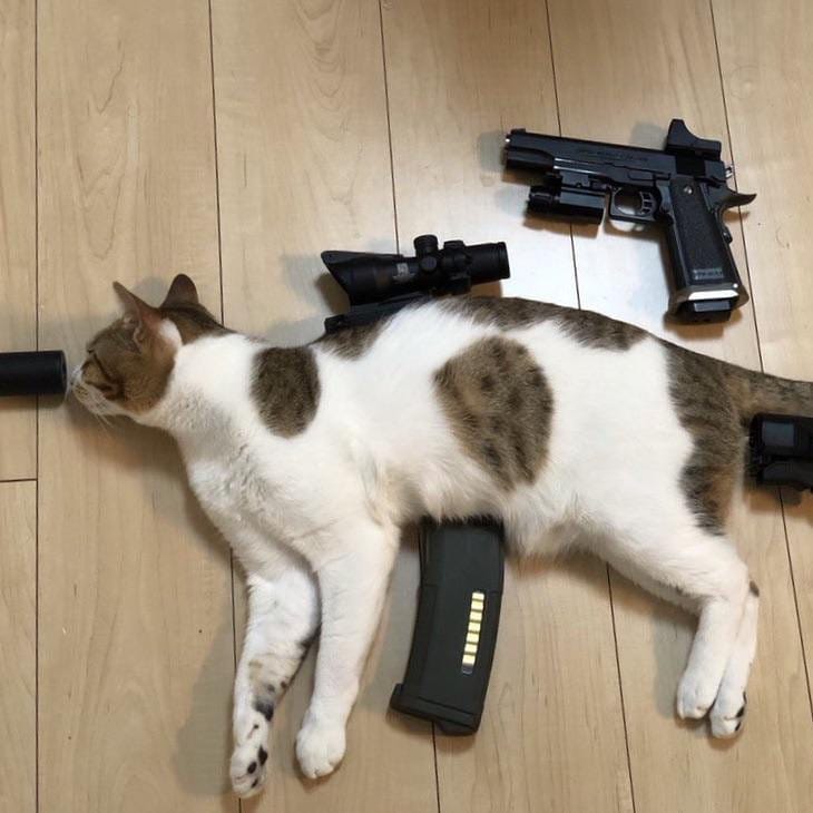 Punch Cat (@punchingcat) on Twitter photo 