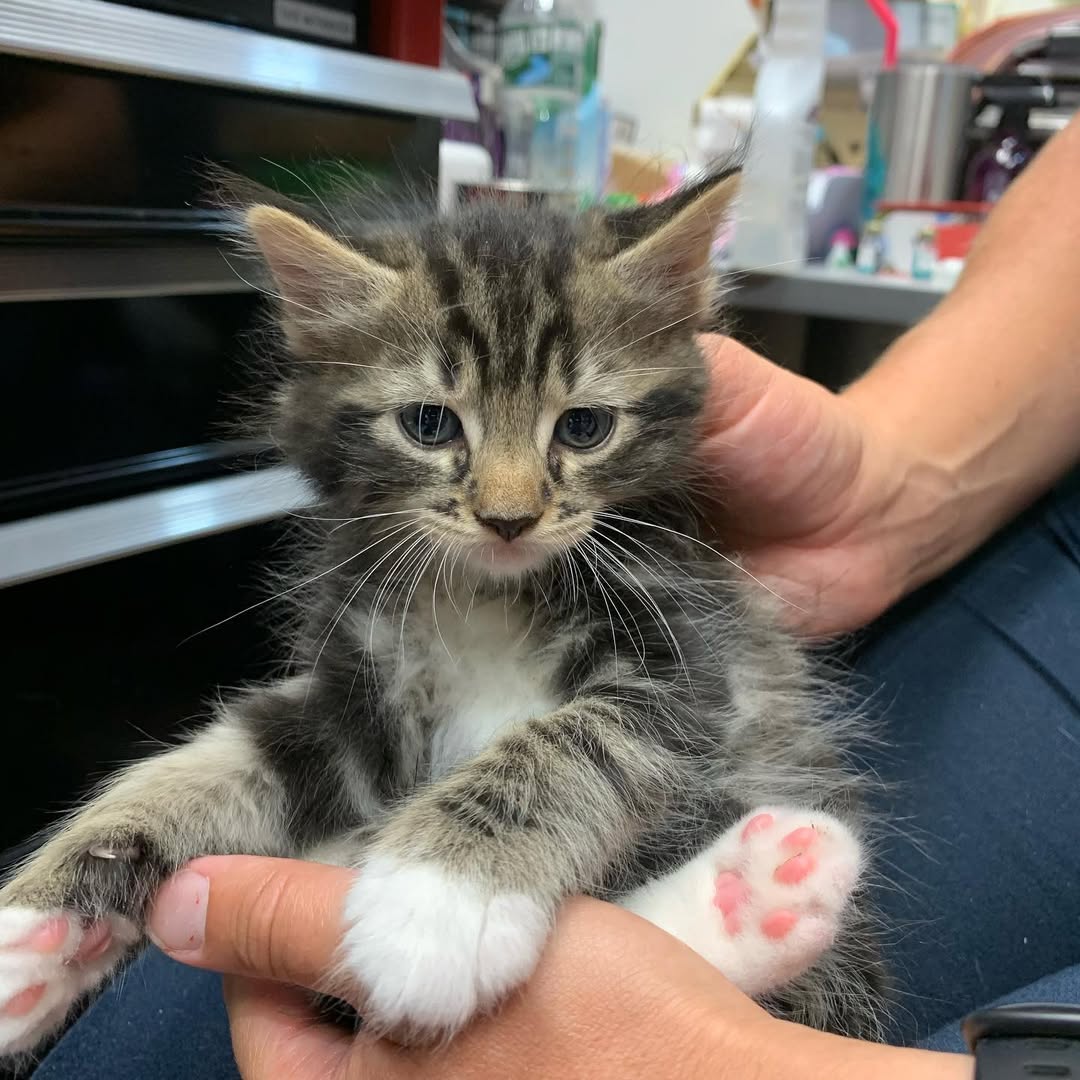 5diti2368fjfgjj's tweet photo. We are always super busy for us! We always have kitten vaccines, drop offs, adoptions, and as always tons of cleaning. We need more hands on deck! Message us to find out how to join the effort to save lives!
#volunteer #volunteeringisfun #volunteeringissexy https://t.co/ZvrnbZWpSY