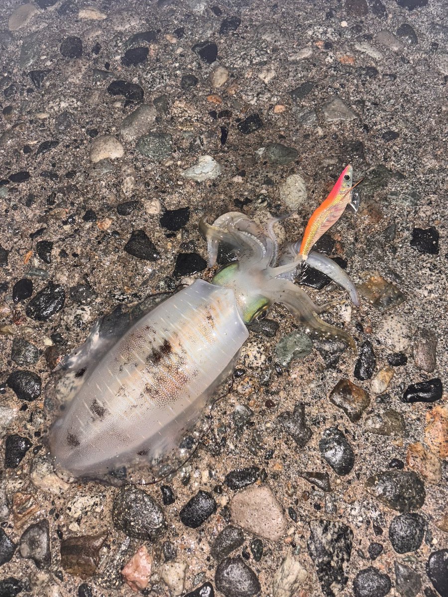 sinSpecterr's tweet image. 22cmくらいの良型
青物はつれんかった