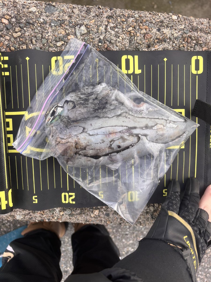 sinSpecterr's tweet image. 22cmくらいの良型
青物はつれんかった