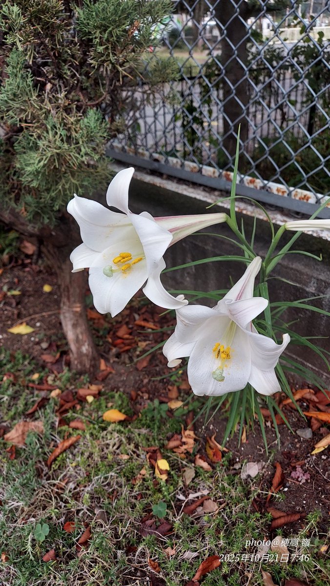 藤笠砂都子　Blooming Seisei