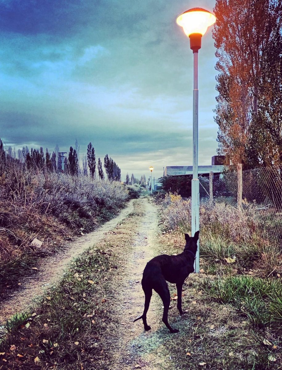CasluPadin's tweet photo. Te fuiste un día nublado,
no quiso enterrarte, mi hermano.
Quiso que el viento te lleve donde vos quieras ir,
que el sol, aunque escondido, te dé un último roce.
Quiso despedirse con el alma en carne viva,
y yo, a su lado, acompañarlos en ese silencio que duele tanto.

Qué sé yo, Meli.
Llegaste rota, con el peso de manos crueles en la piel, eras invisible y floreciste en su casa como un milagro; 
tus ojos nunca dejaron de pedir perdón.  Te fuiste muy rápido, aunque quiero creer que viviste intensamente:
siestitas en el jardín, ladridos de alegría a tus hermanos,
esos paseos que tenían ustedes dos…

Hoy entendí esa forma tuya tan sutil de amar. 
Mi hermano mayor te amó con locura,
todos lo hicimos, Meli, te lo juro.
Hoy intentamos no estar tristes, armar sonrisas como escudos,
pero es inevitable, Meli, este vacío que deja tu ausencia:
es demasiado grande.   
Me da miedo que todos ustedes se van poniendo viejos y nosotros vamos a tener que verlos partir. Qué injusto.

El día sigue gris.
Me gustaría darte un último beso,
uno que te diga gracias por enseñarnos a amar sin miedos, uno que te diga que tu libertad tuvo tres patas y un corazón inmenso.  
Ahora podés dormir en paz, soñá con esas caricias de madrugada que tanto querías.
Siempre va a haber alguien para cobijarte.

Ahora podés correr libre por esa verde plaza que tanto querías
y sabé que acá, en este rincón del alma,
siempre serás la luz que rompe el gris.   Hasta pronto, dulce Meli.
Te extrañamos ya, para siempre.
