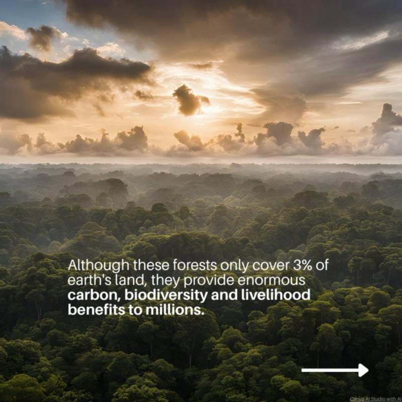 UN's tweet photo. 53 million people rely on high-risk tropical forests for water, food, jobs, and disaster resilience.

Tripling investments in these forests can drive growth and boost the fight against climate change and biodiversity loss.

@UNEP explains how. ⬇️