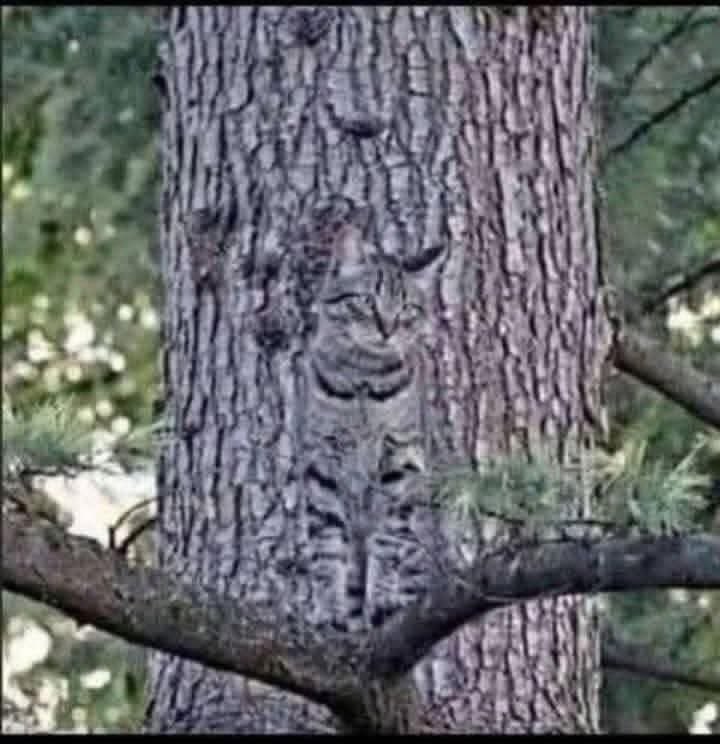 Gary Goodridge tweet media