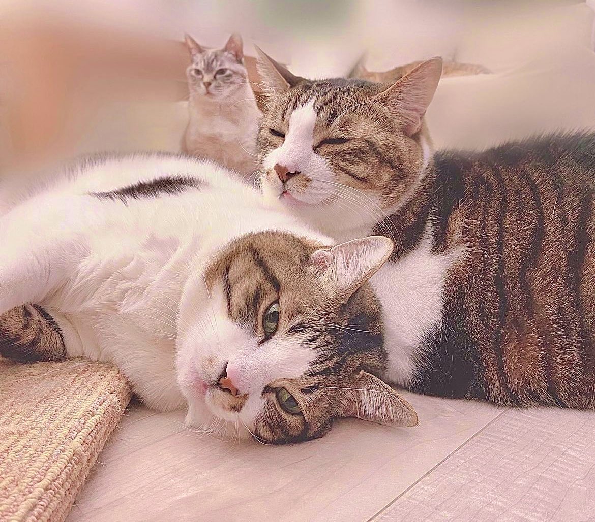 みくじページ エニマイくじ