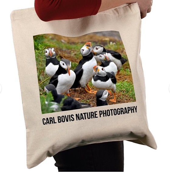 Carl Bovis tweet media