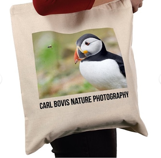 Carl Bovis tweet media