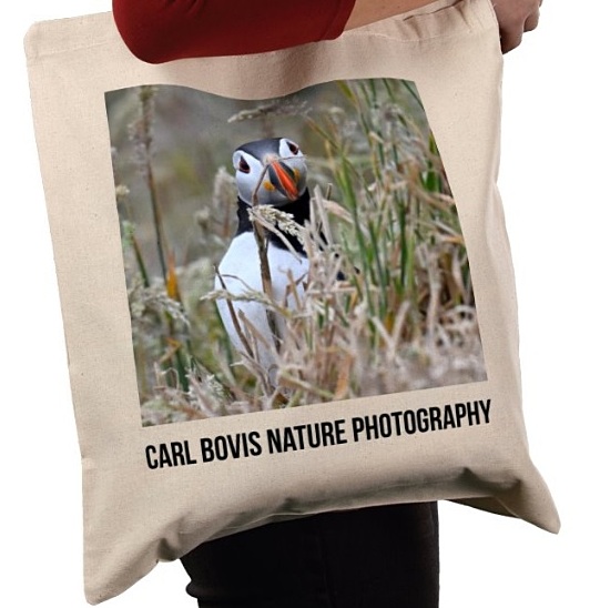 Carl Bovis tweet media