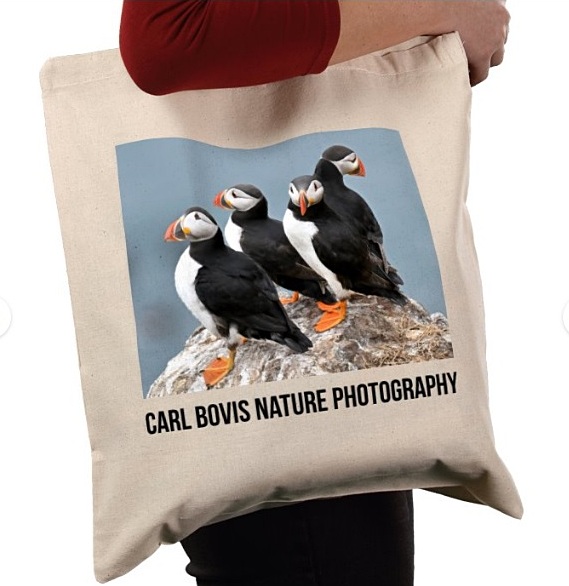 Carl Bovis tweet media