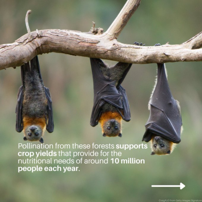 UN's tweet photo. 53 million people rely on high-risk tropical forests for water, food, jobs, and disaster resilience.

Tripling investments in these forests can drive growth and boost the fight against climate change and biodiversity loss.

@UNEP explains how. ⬇️