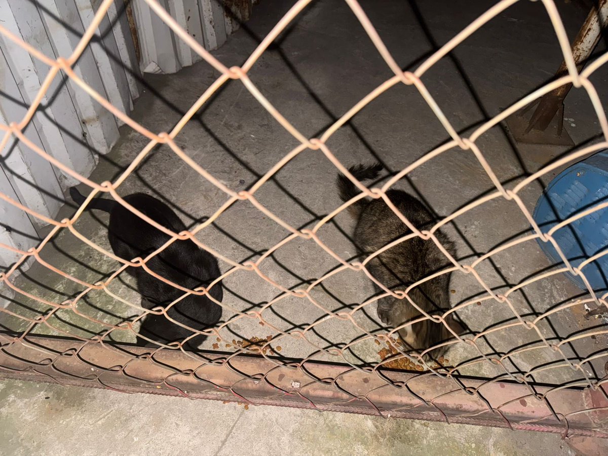 Estos dos gatitos fueron abandonados en una construcción ubicada en el Estado de México municipio Nezahualcóyotl entre Av. Bordo de Xochiaca y Av. Cuauhtémoc ¿alguien podría darle hogar temporal a alguno de los dos? 
No tiene que ser juntos, el negrito es macho y la atigrada