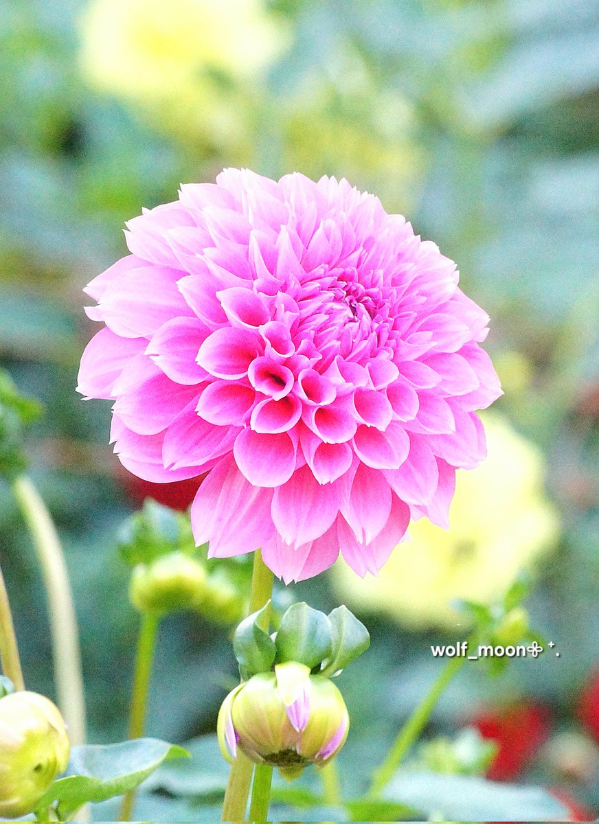 wolf_moon(土・日お休みします) on X