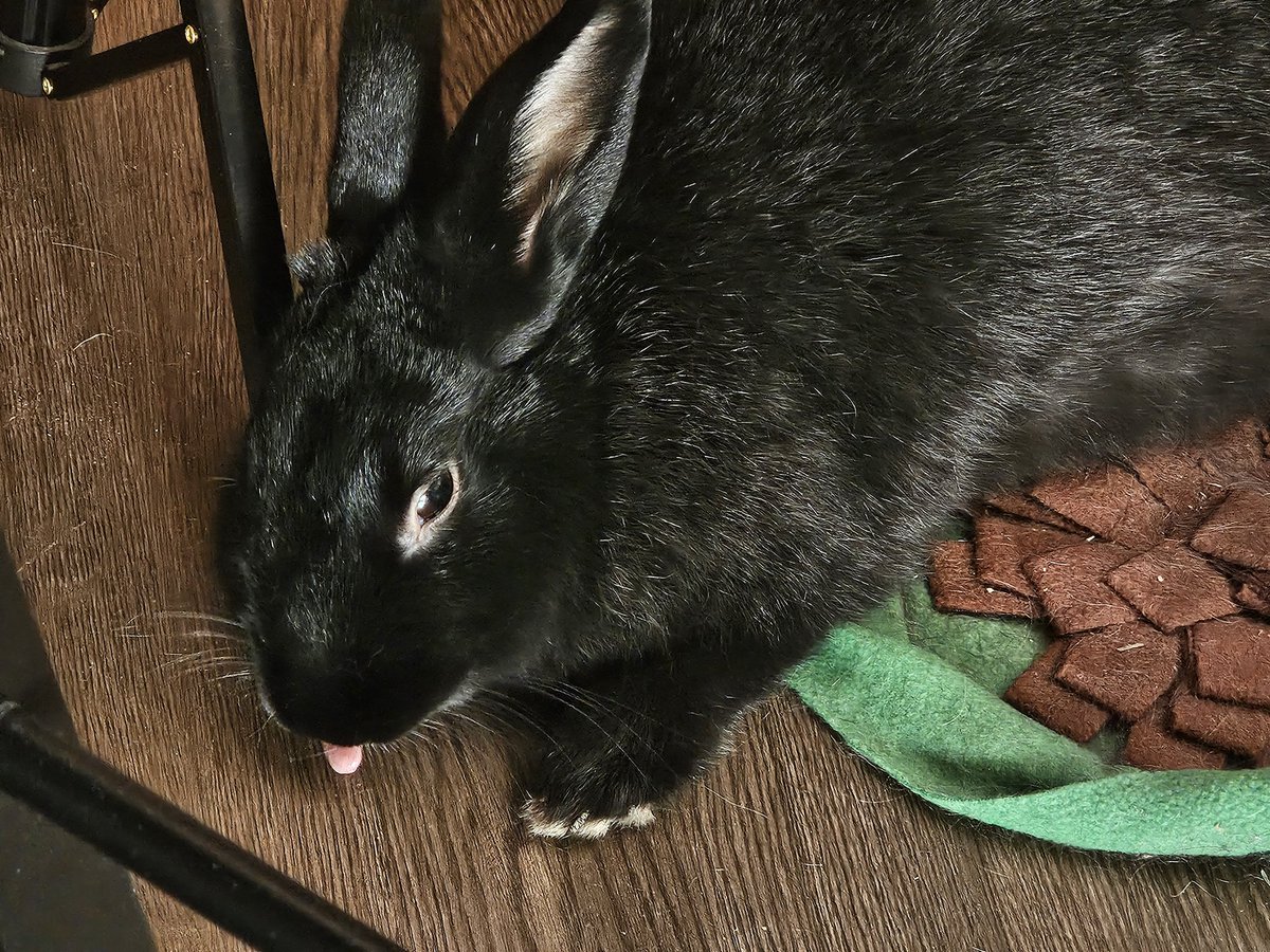 My bunny is currently working her 9-5