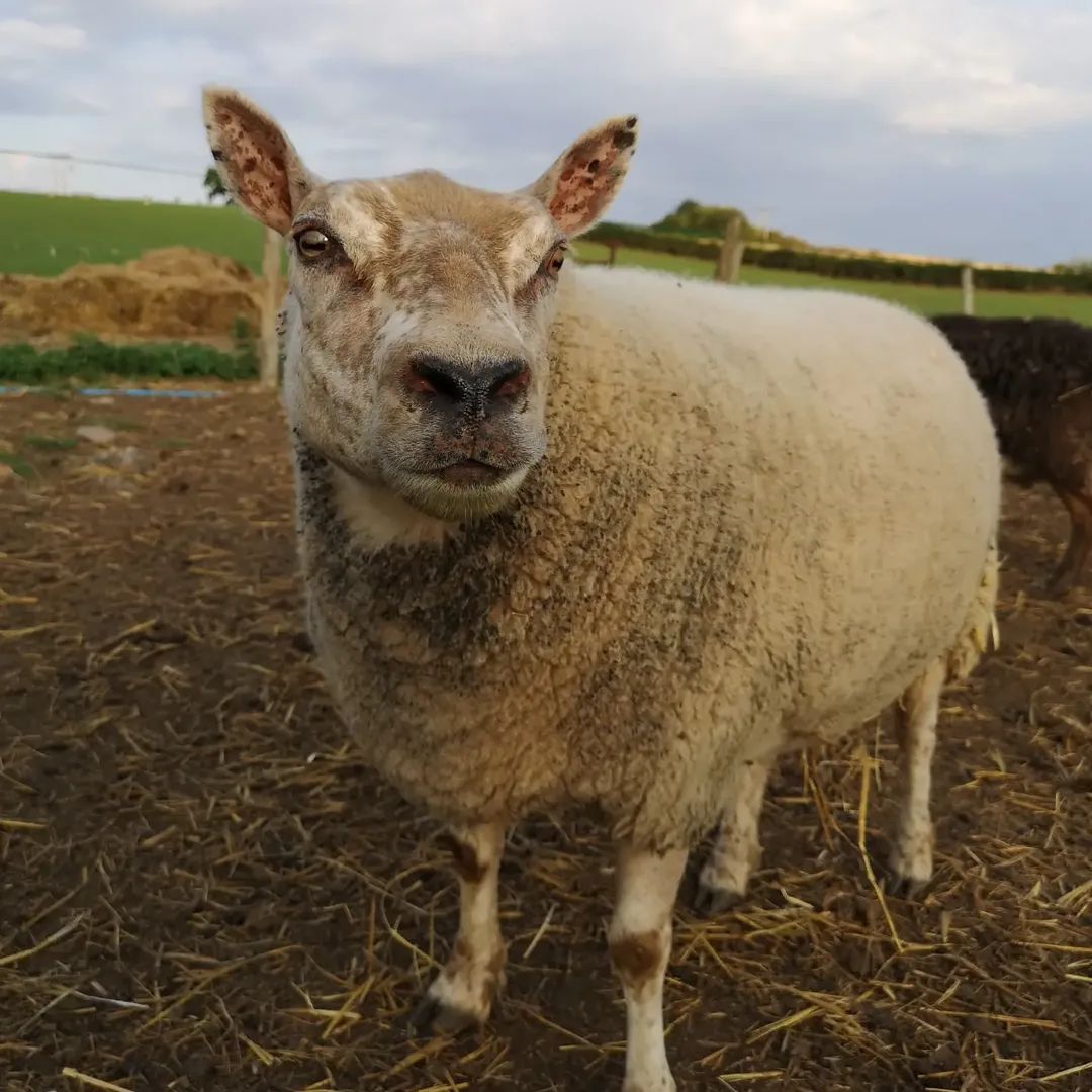 fars_sanctuary's tweet photo. π #ThrowbackThursday π
This photo of baby #RubySheep in her little coat was taken in spring 2019 & is one of our all-time favourite pics πΈβ€οΈ
6 yrs later she's still super-sweet & utterly precious to our team π Just LOOK at that cute face π
And she's #SomeoneNotSomething π€ https://t.co/9is1bTAu9t