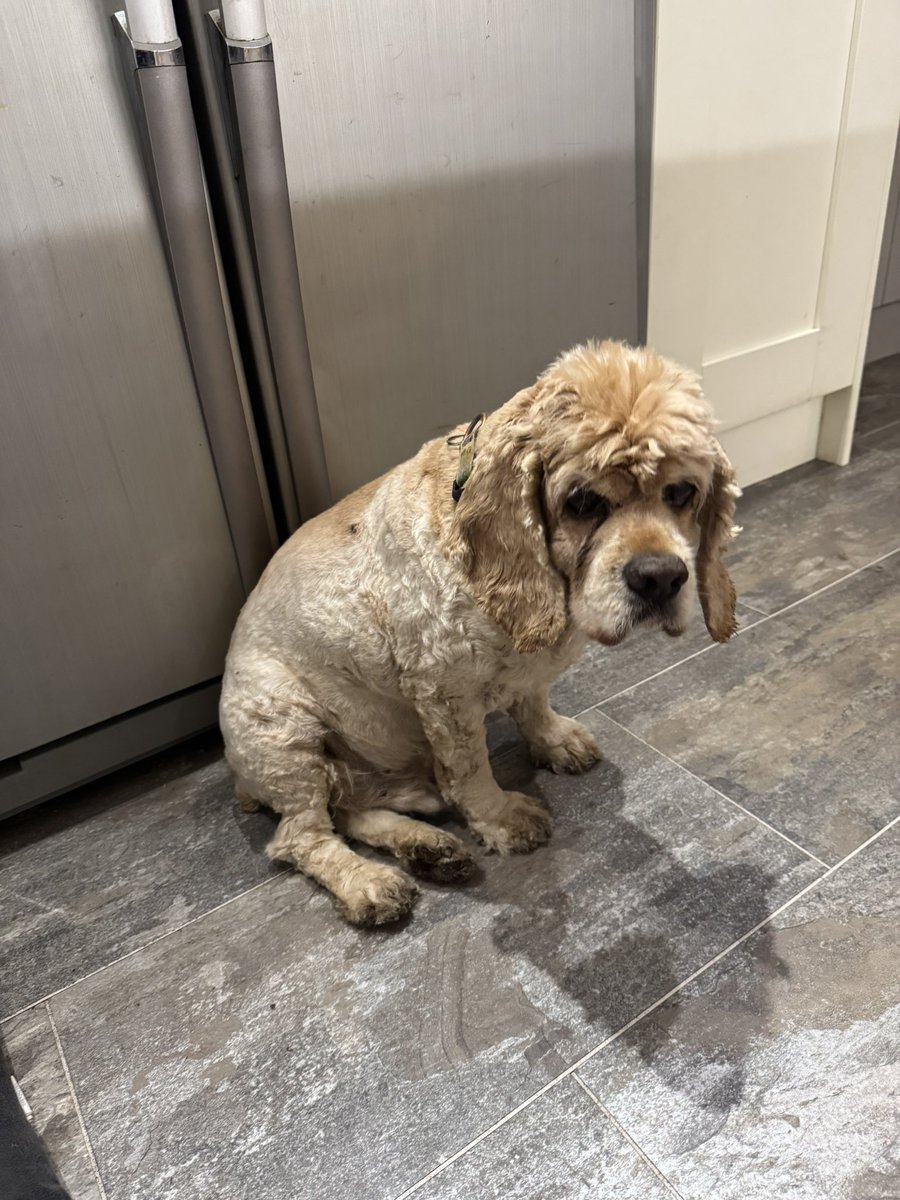 SpanielsSuper's tweet photo. The poor starving spaniel, camped out by the fridge in the vain hope of sustenance ๐ค๐ค๐ค
#PleaseMum #CanIHaveSomeMore https://t.co/HLqgkLb1v0