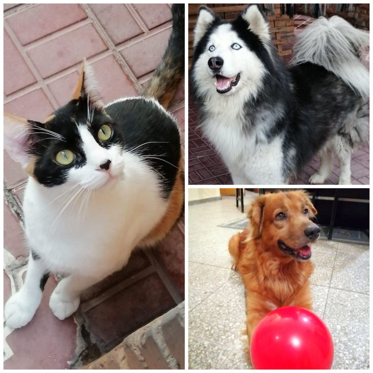 vrocio227's tweet photo. @lulilacerna Estoy segura que ya se encontró arriba con mis amores, lamento y siento tanto tu pérdida. ✨🤍 https://t.co/Yo857JsQC8