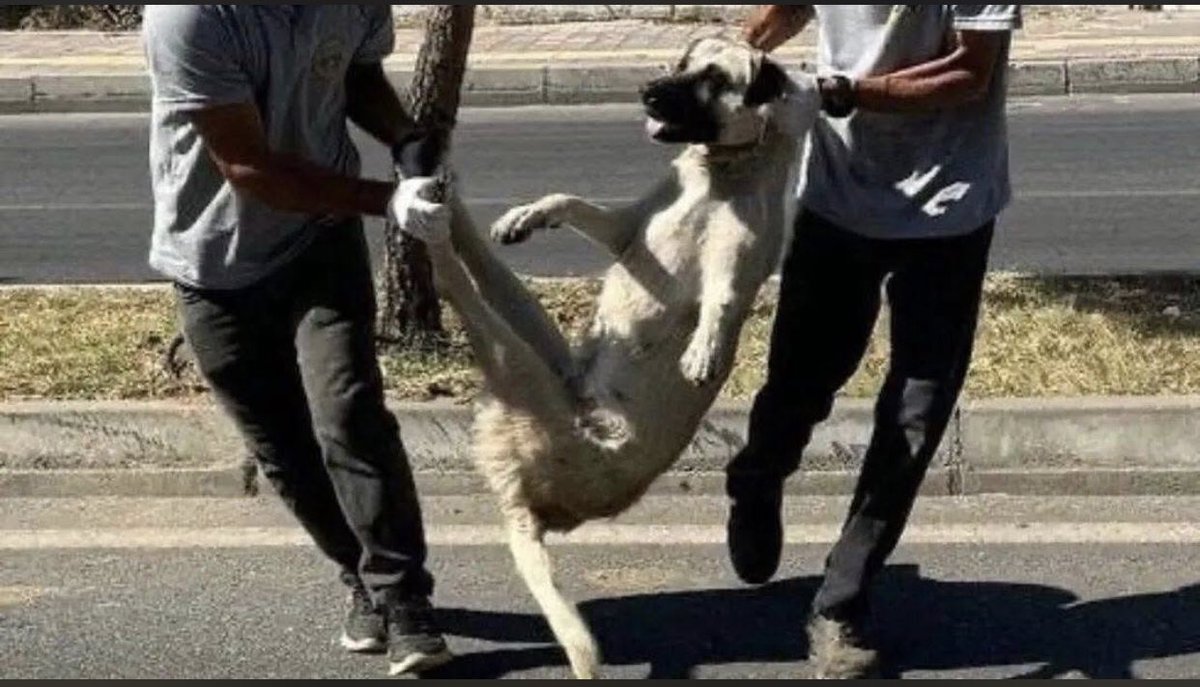 Korkunç bir hayvan katliamı yaşanıyor . Ve bazı insanlar buna  destek verip alkışlıyor , diğerleri de bu acıları susup seyrederek güzel günler ve umut dolu bir dünya hayali kuruyor. Biri bunlara desin deccal gibi  davranıp mevlana gibi  yaşayamazlar.. #beslemeyasaklanamaz