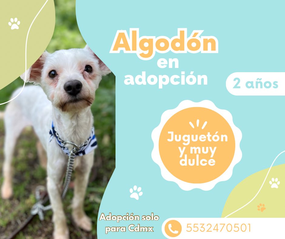 Compartiremos sin parar hasta que le encontremos un buen hogar. 🤍
#AdoptaNoCompres
#AdoptaUnPerrito
#BuscandoHogar
#PerritoEnAdopción
#AdopcionesResponsables
#AdopcionesCDMX
