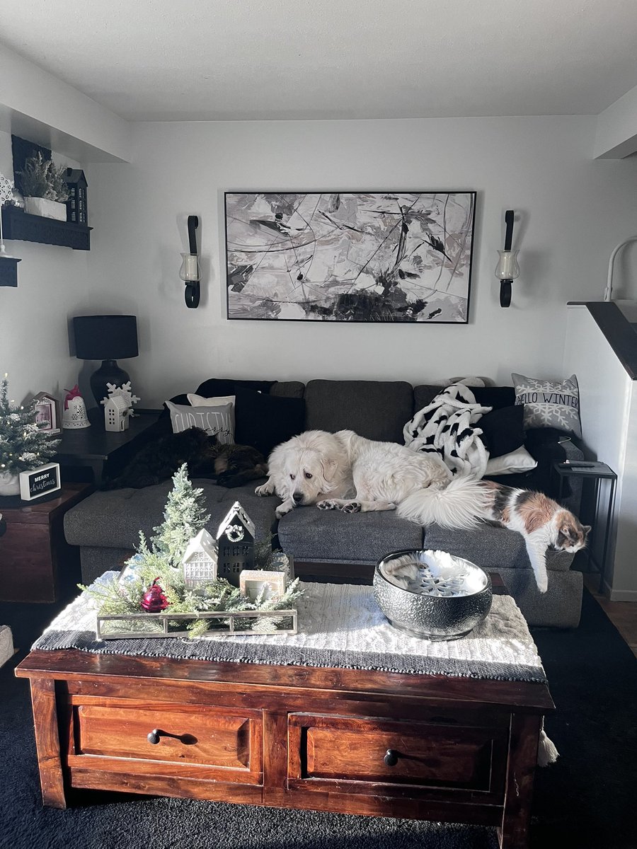 All 4 of my fur babies 
Kai, Moki, Zardin and Mya