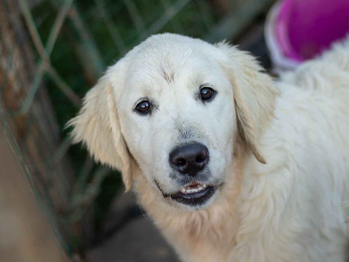 ZsuSebestyen's tweet photo. Two beautiful male puppies who are funny, affectionate, and true golden retrievers 😍
With wonderful ancestors. Whether at shows, in therapy work, or in everyday life, they can be excellent companions for anyone. 
looking for a loving family. https://t.co/yEZxApJZz4 https://t.co/i9YVUqEGyS