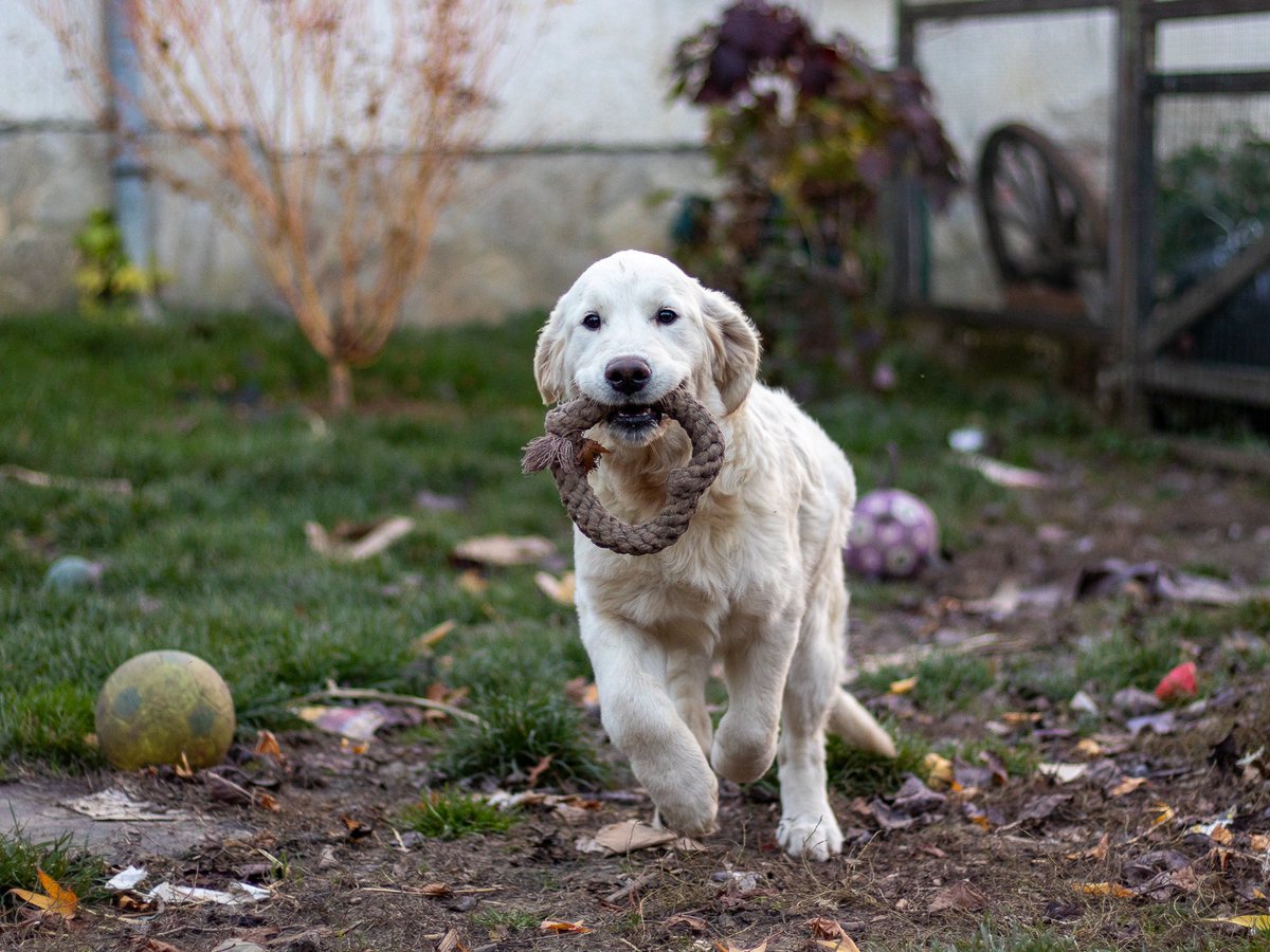 ZsuSebestyen's tweet photo. Two beautiful male puppies who are funny, affectionate, and true golden retrievers 😍
With wonderful ancestors. Whether at shows, in therapy work, or in everyday life, they can be excellent companions for anyone. 
looking for a loving family. https://t.co/yEZxApJZz4 https://t.co/i9YVUqEGyS