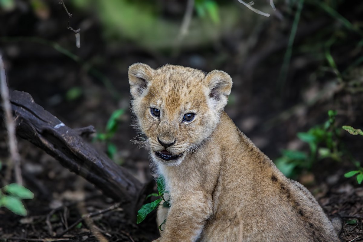 NdarasiS's tweet photo. Un ejemplo perfecto de ternura en estado salvaje, un recordatorio de que incluso el rey de la selva comienza su vida como un adorable cachorro, rebosante de curiosidad y encanto. Gracias a nuestros clientes por compartir a este maravilloso pequeño rey.

#spain #a #espa #travel https://t.co/Bks3dpLraO