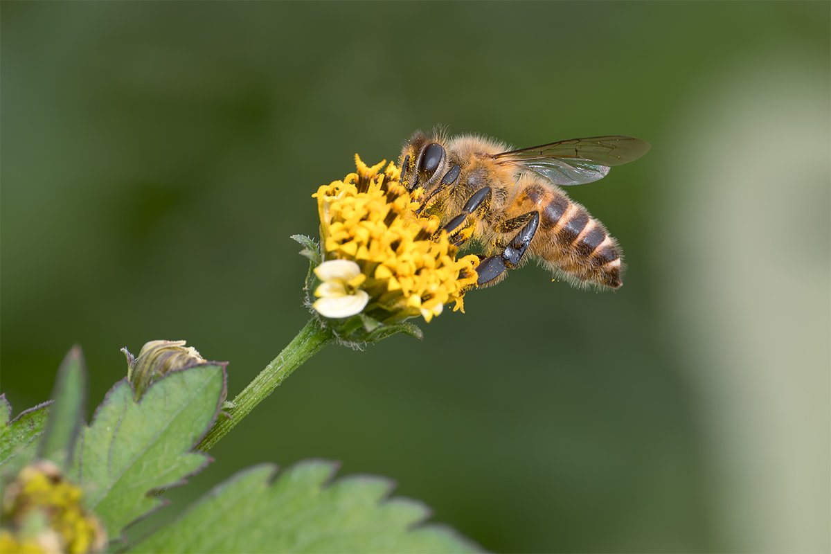 セイヨウミツバチ