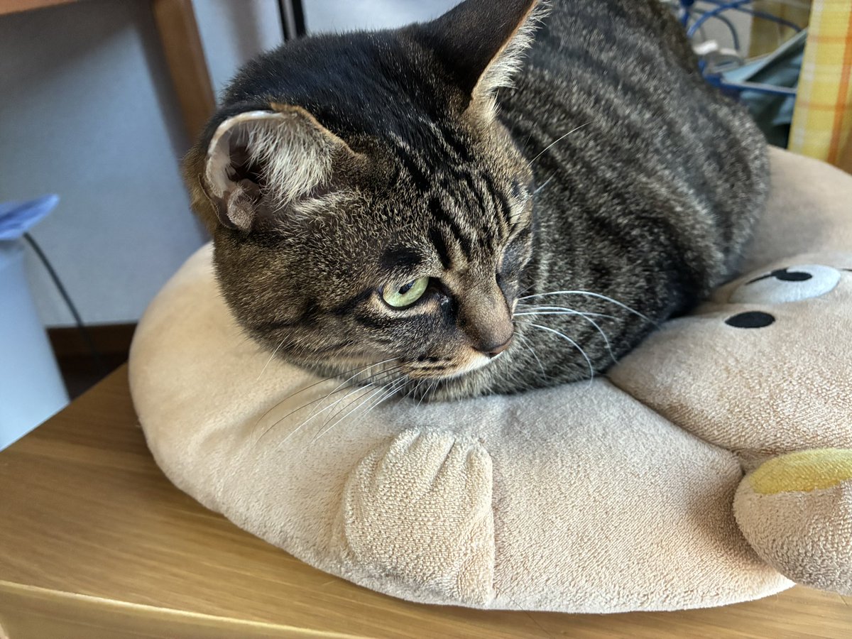 キジ猫 - Search / X