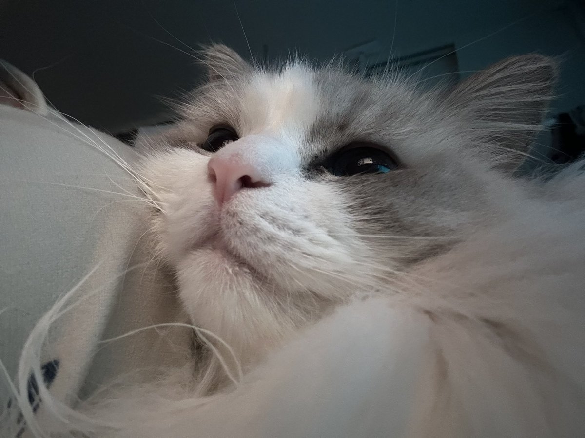 キアラとテミスの観察屋 (@linxyoo) on Twitter photo 